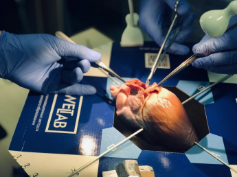 Обучение кардиохирургии в формате WETLAB